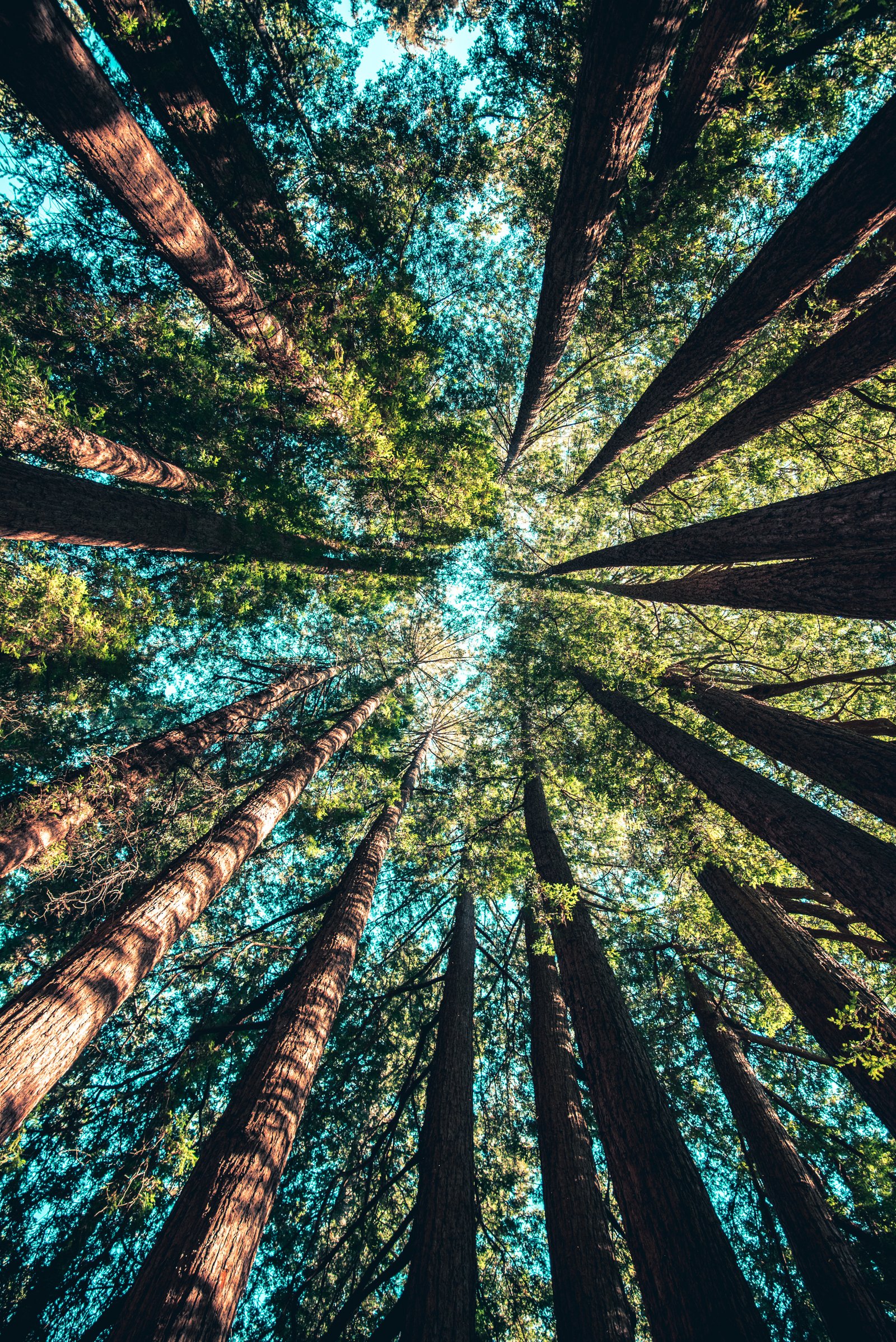 Net zero